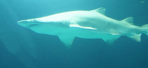 Oceanogràfic valencia oceanarium
