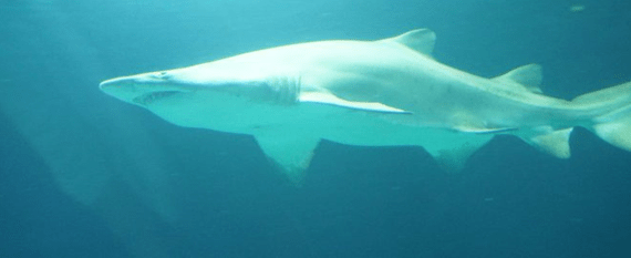 Oceanogràfic valencia oceanarium 7438